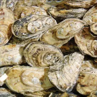 Ostra higienizada